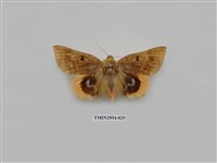 藏品(夜蛾322)的圖片